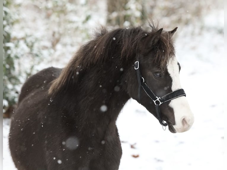 Galés-A Caballo castrado 3 años 119 cm Negro in Aalten