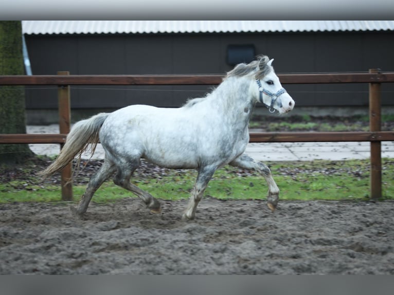 Galés-A Caballo castrado 3 años 119 cm Tordo in Aalten