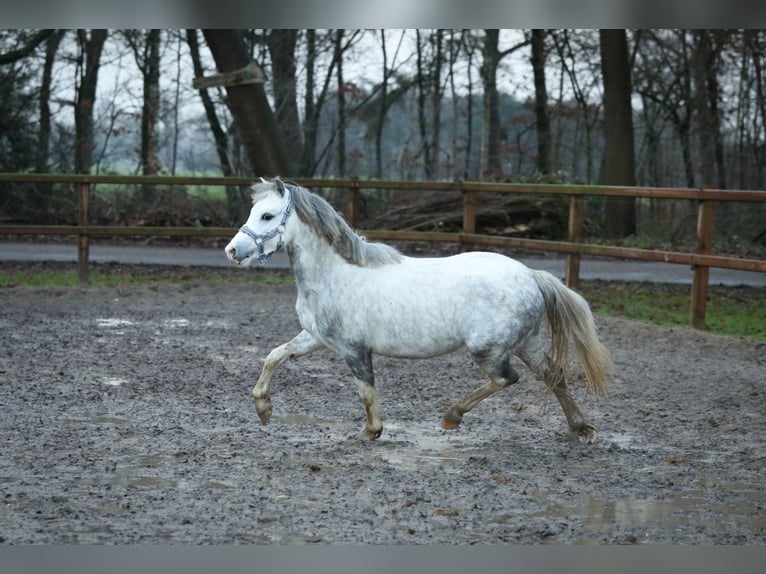 Galés-A Caballo castrado 3 años 119 cm Tordo in Aalten