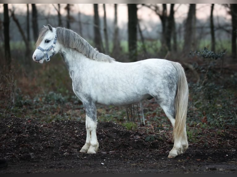 Galés-A Caballo castrado 3 años 119 cm Tordo in Aalten