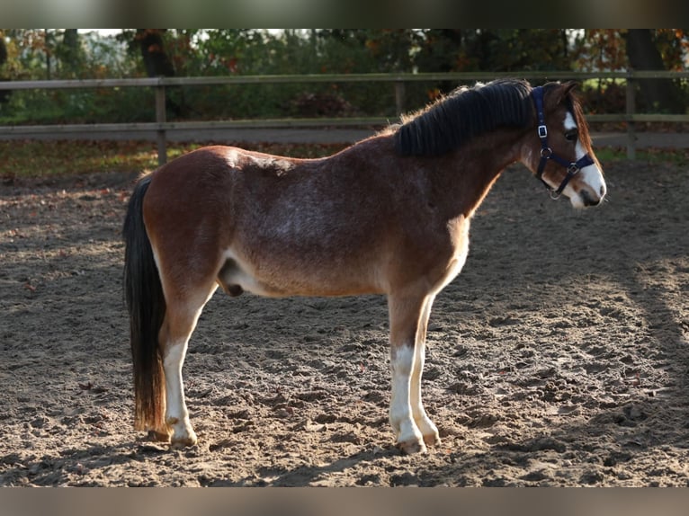 Galés-A Caballo castrado 3 años 120 cm Castaño-ruano in Halle