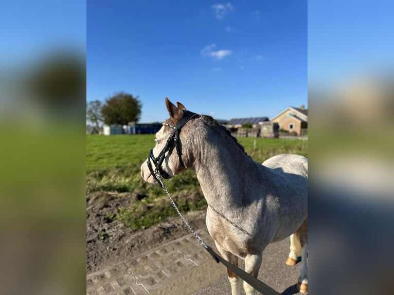 Galés-A Caballo castrado 3 años 120 cm Ruano alazán in Wagenberg