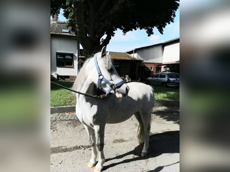 Galés-A Caballo castrado 3 años 124 cm Tordo in Vienenburg