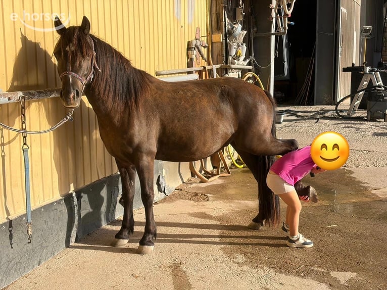 Galés-A Caballo castrado 3 años 125 cm Negro in Scheibenhardt