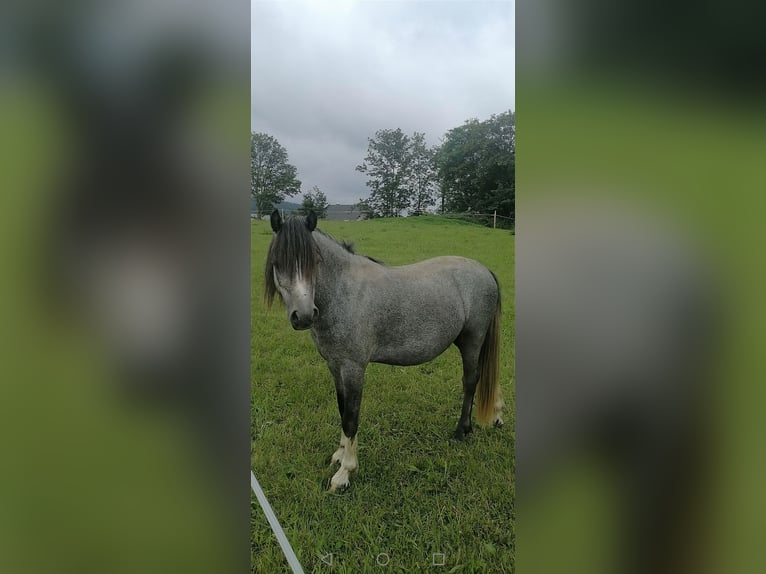 Galés-A Caballo castrado 3 años 125 cm Tordillo negro in Börnichen/Erzgebirge