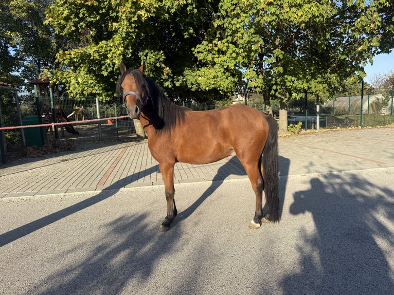 Galés-A Mestizo Caballo castrado 3 años 130 cm Castaño in Kóny