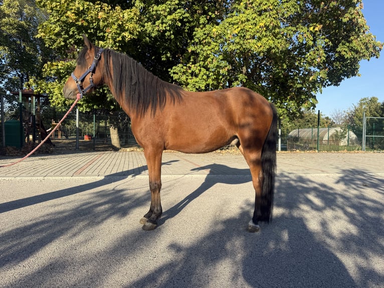 Galés-A Mestizo Caballo castrado 3 años 130 cm Castaño in Kóny