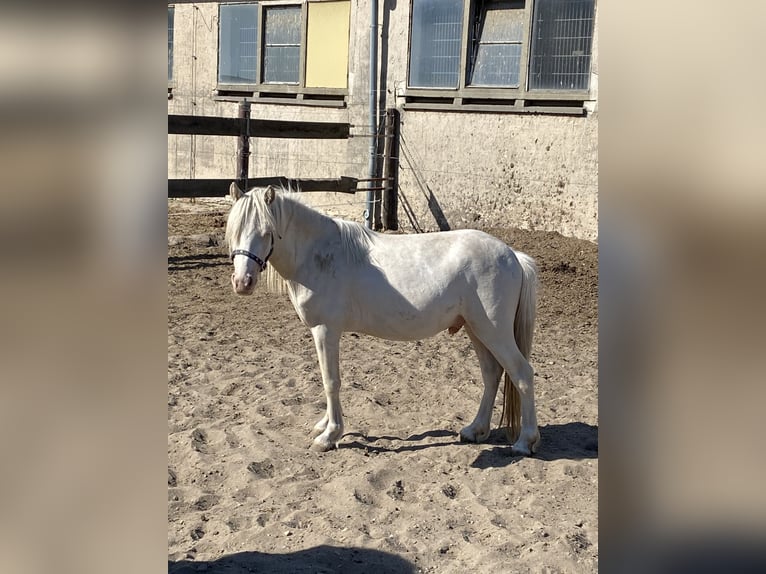Galés-A Caballo castrado 3 años Cremello in Herzberg