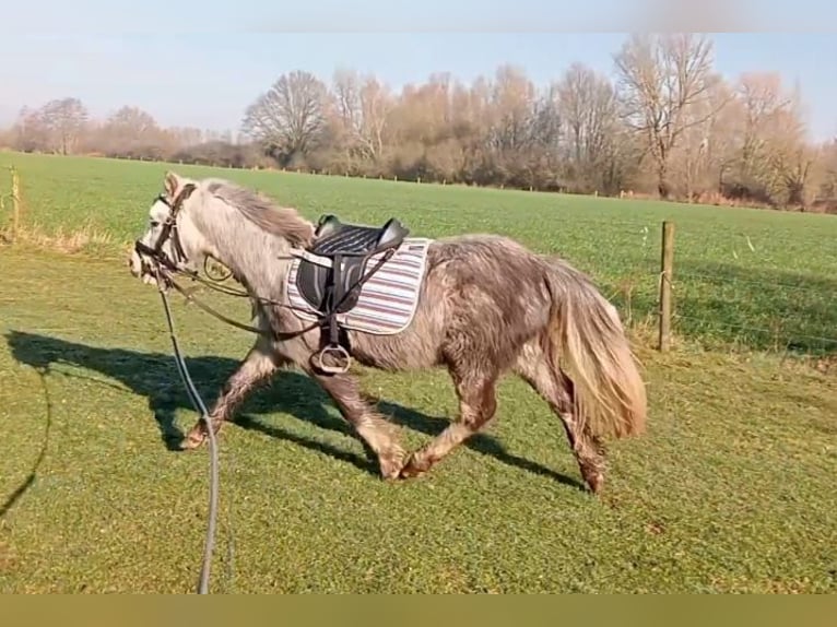 Galés-A Caballo castrado 3 años Tordo in Boxtel