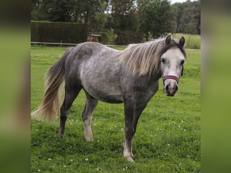 Galés-A Caballo castrado 3 años Tordo in Boxtel