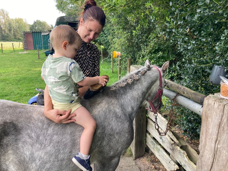 Galés-A Caballo castrado 3 años Tordo in Boxtel