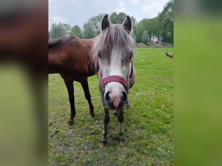 Galés-A Caballo castrado 3 años Tordo in Boxtel