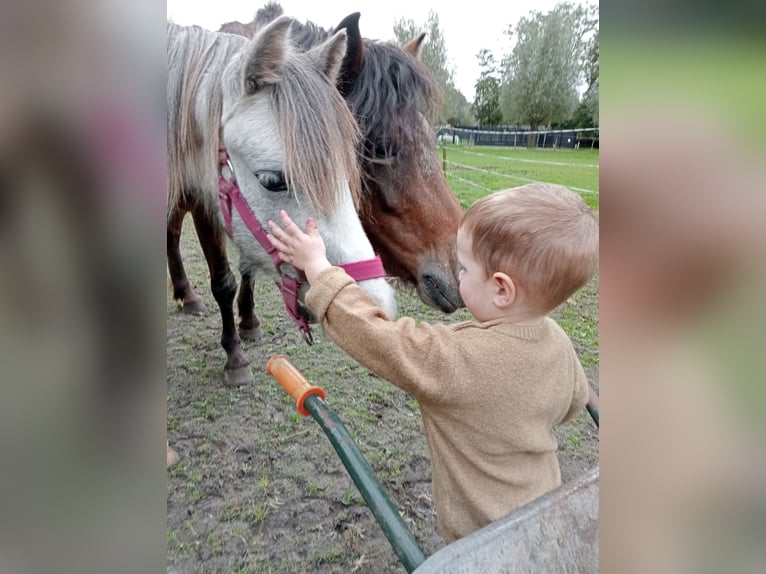 Galés-A Caballo castrado 3 años Tordo in Boxtel