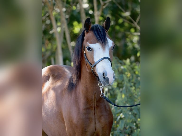 Galés-A Caballo castrado 4 años 107 cm Castaño in Bruchhausen-Vilsen