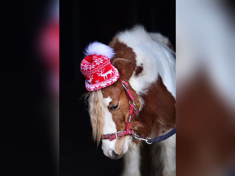 Galés-A Caballo castrado 4 años 107 cm Pío in radziejów