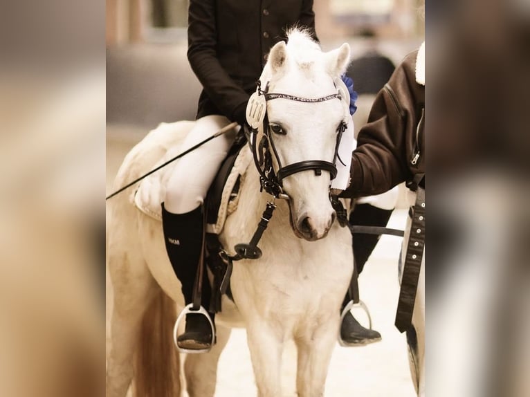 Galés-A Caballo castrado 4 años 115 cm Tordo in Rotenburg an der Fulda