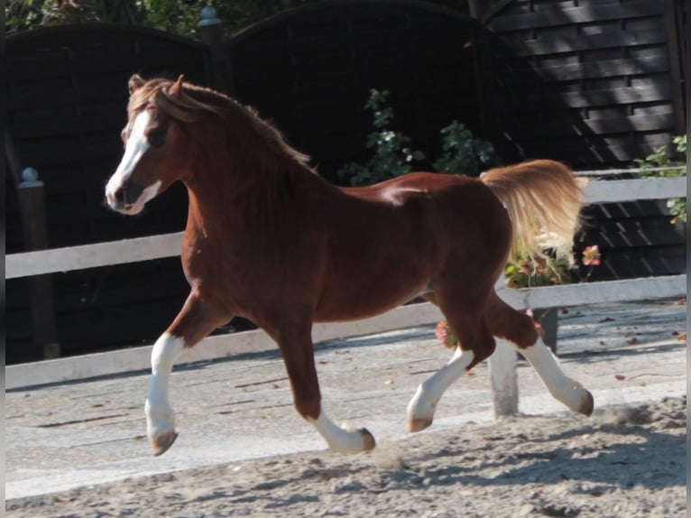 Galés-A Caballo castrado 4 años 117 cm Alazán in Hengelo (Gld)