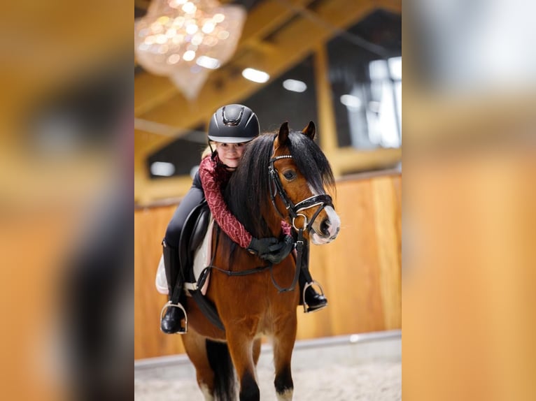 Galés-A Caballo castrado 4 años 117 cm in Groningen