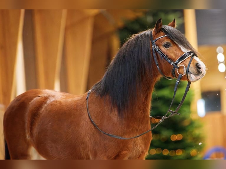 Galés-A Caballo castrado 4 años 117 cm in Groningen