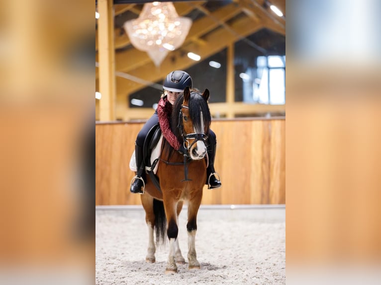 Galés-A Caballo castrado 4 años 117 cm in Groningen