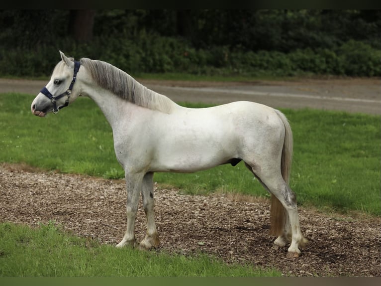 Galés-A Mestizo Caballo castrado 4 años 117 cm Tordo in Aalten
