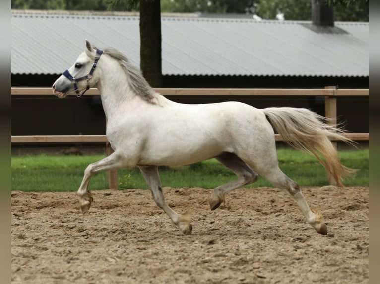 Galés-A Mestizo Caballo castrado 4 años 117 cm Tordo in Aalten