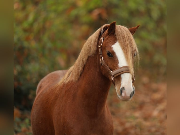 Galés-A Caballo castrado 4 años 118 cm Alazán in Aalten