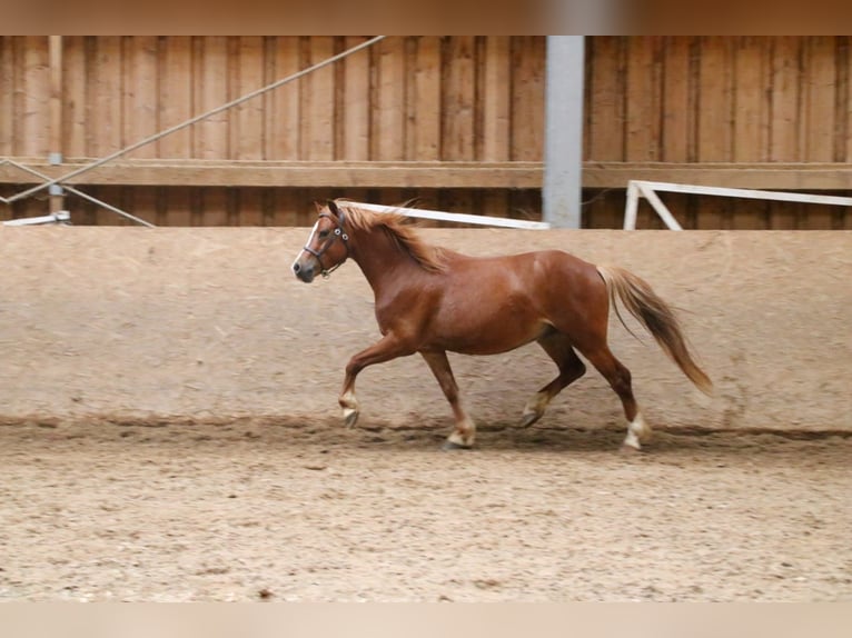 Galés-A Caballo castrado 4 años 120 cm Alazán in Neuffen