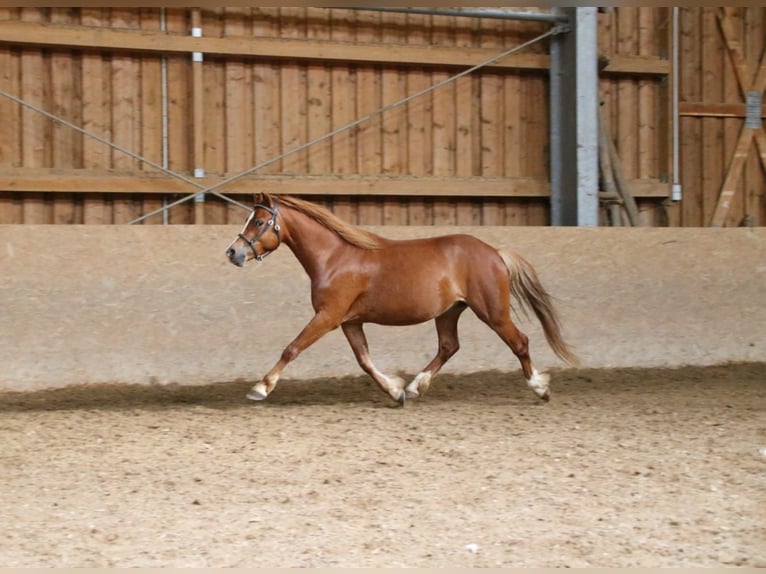 Galés-A Caballo castrado 4 años 120 cm Alazán in Neuffen