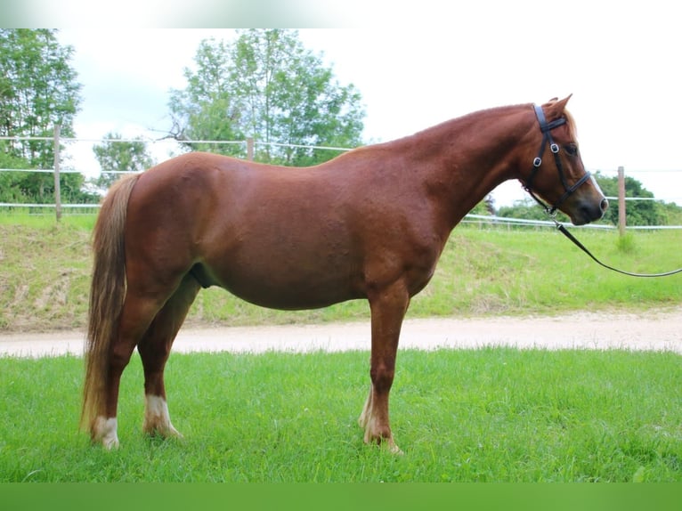 Galés-A Caballo castrado 4 años 120 cm Alazán in Neuffen