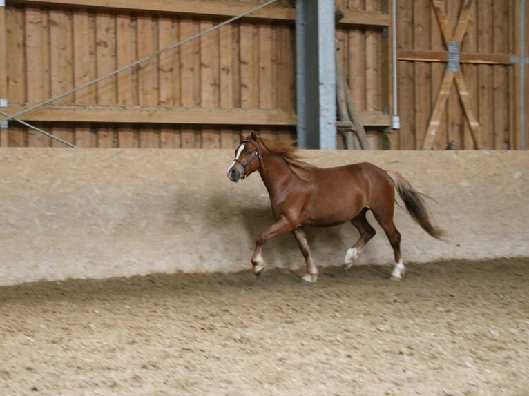 Galés-A Caballo castrado 4 años 120 cm Alazán in Neuffen