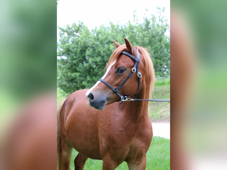 Galés-A Caballo castrado 4 años 120 cm Alazán in Neuffen