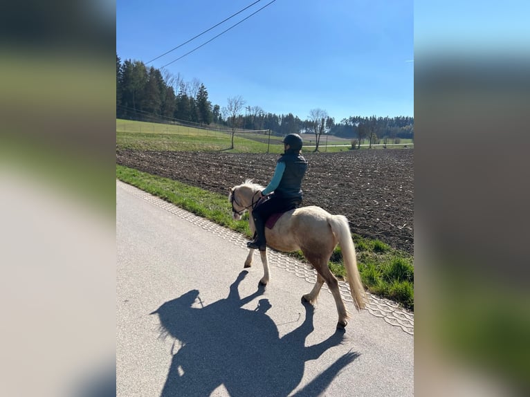 Galés-A Caballo castrado 4 años 120 cm Palomino in Hohenthann