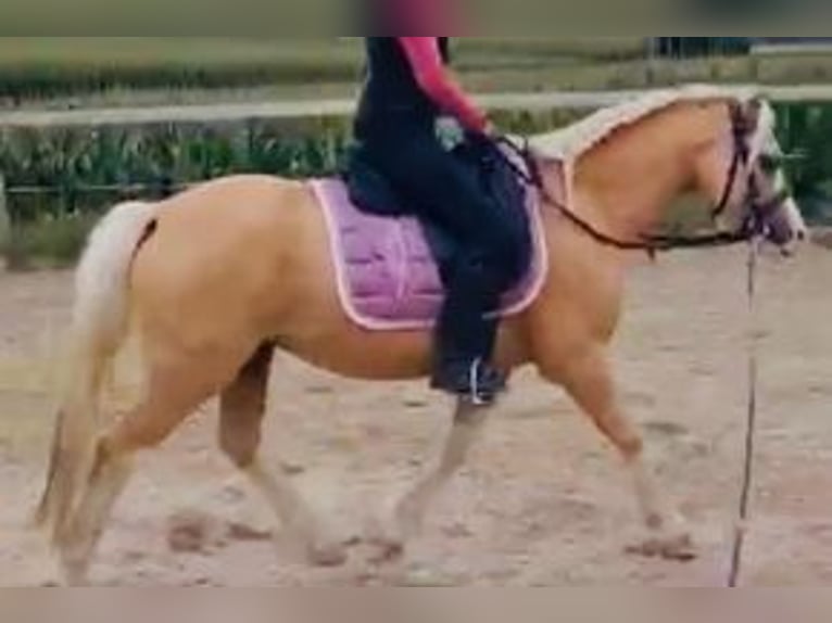Galés-A Caballo castrado 4 años 120 cm Palomino in Hohenthann