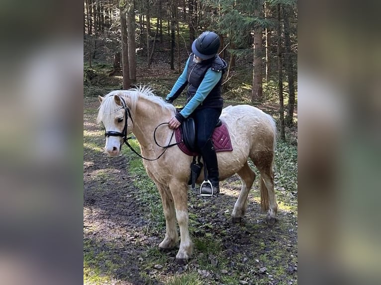 Galés-A Caballo castrado 4 años 120 cm Palomino in Hohenthann