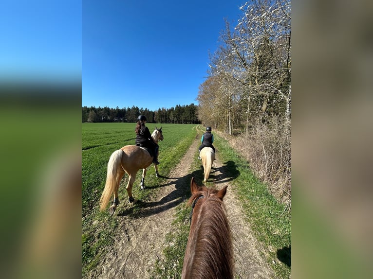 Galés-A Caballo castrado 4 años 120 cm Palomino in Hohenthann