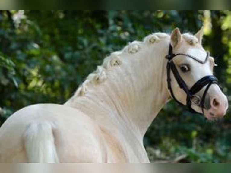 Galés-A Caballo castrado 4 años 120 cm Palomino in Hohenthann