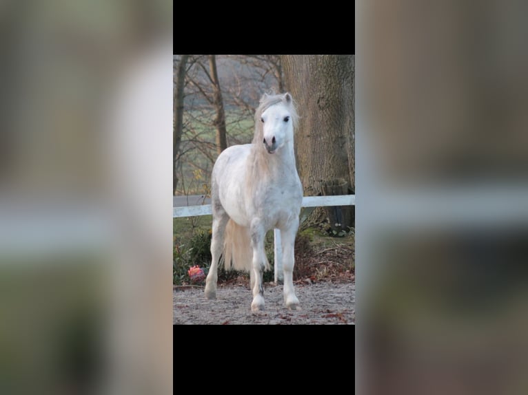 Galés-A Caballo castrado 4 años 122 cm Tordo in Niederkassel