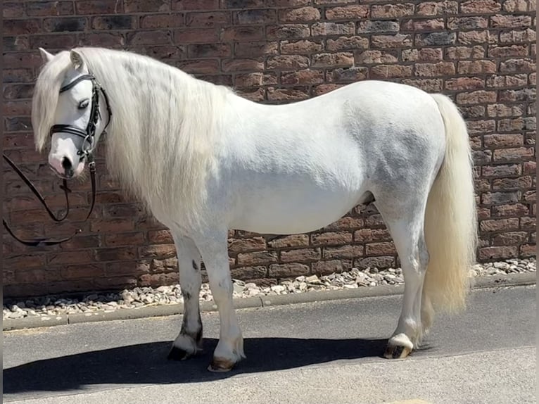 Galés-A Caballo castrado 4 años 122 cm Tordo in Niederkassel
