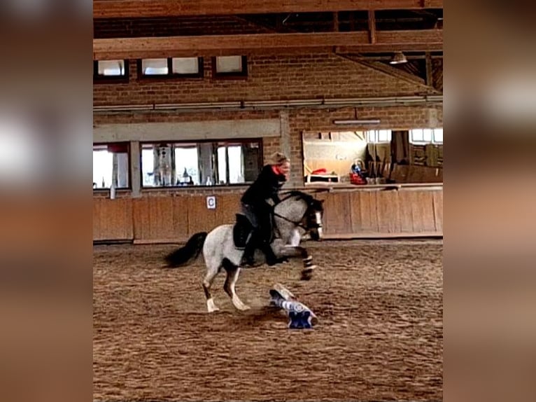 Galés-A Caballo castrado 4 años 122 cm Tordo ruano in Schwalmstadt