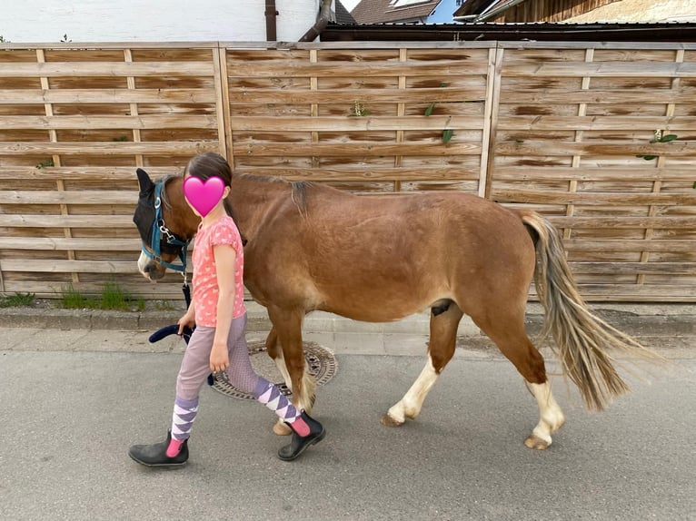 Galés-A Caballo castrado 4 años 123 cm Castaño claro in Deuerling