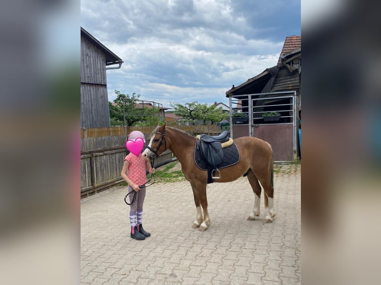 Galés-A Caballo castrado 4 años 123 cm Castaño claro in Deuerling