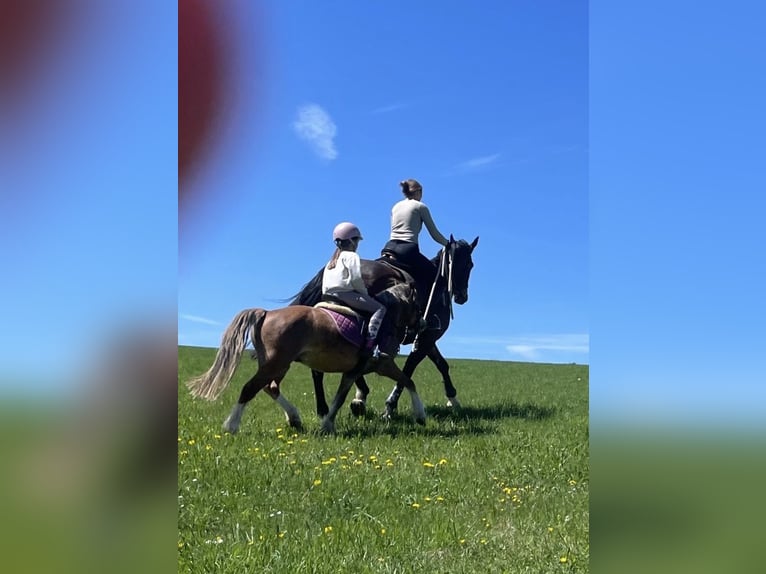 Galés-A Caballo castrado 4 años 123 cm Castaño claro in Deuerling