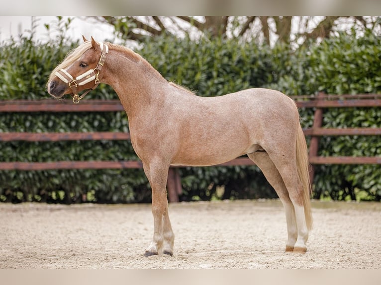 Galés-A Caballo castrado 4 años 124 cm Ruano alazán in Groningen