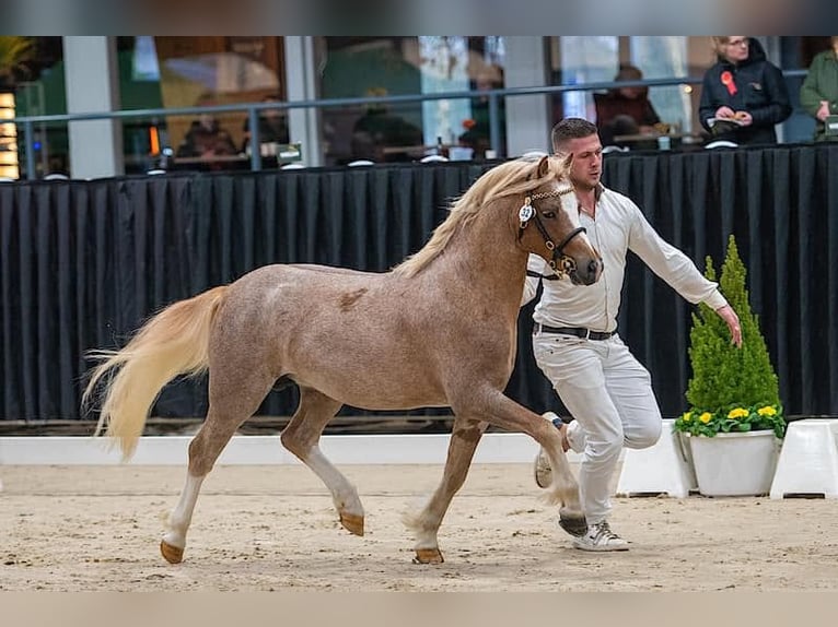 Galés-A Caballo castrado 4 años 124 cm Ruano alazán in Groningen