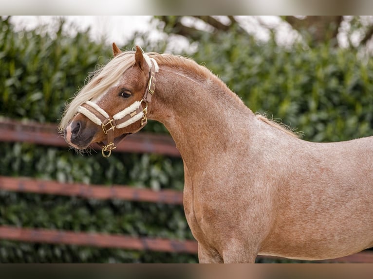 Galés-A Caballo castrado 4 años 124 cm Ruano alazán in Groningen