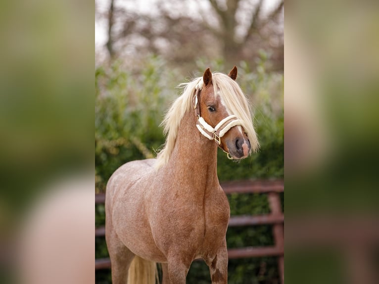 Galés-A Caballo castrado 4 años 124 cm Ruano alazán in Groningen