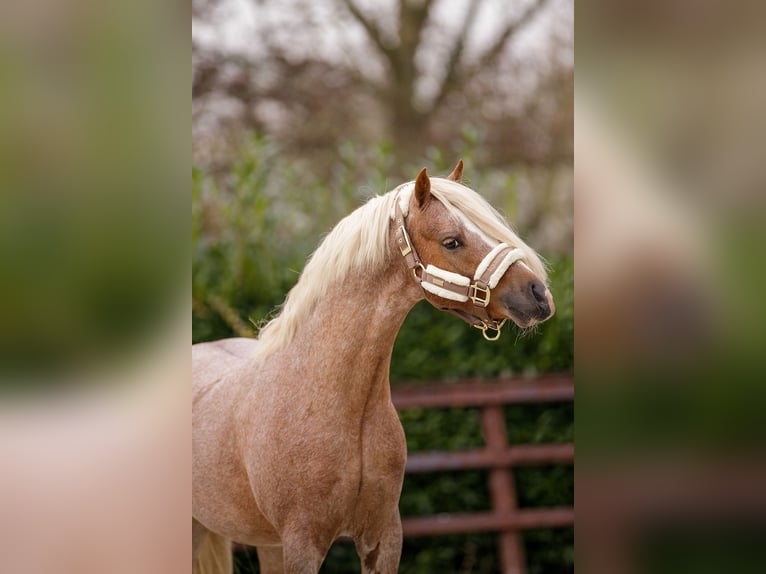 Galés-A Caballo castrado 4 años 124 cm Ruano alazán in Groningen