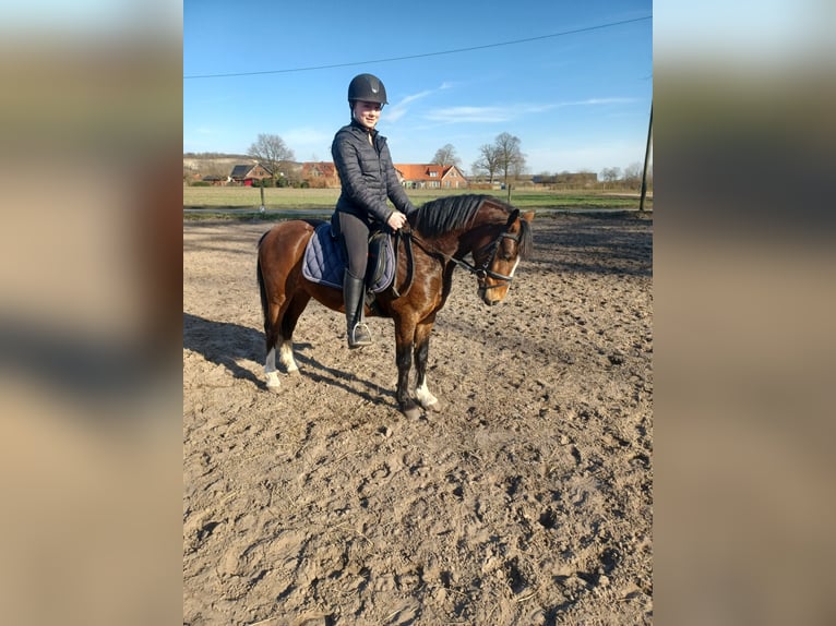 Galés-A Mestizo Caballo castrado 4 años 125 cm Castaño in Tecklenburgt