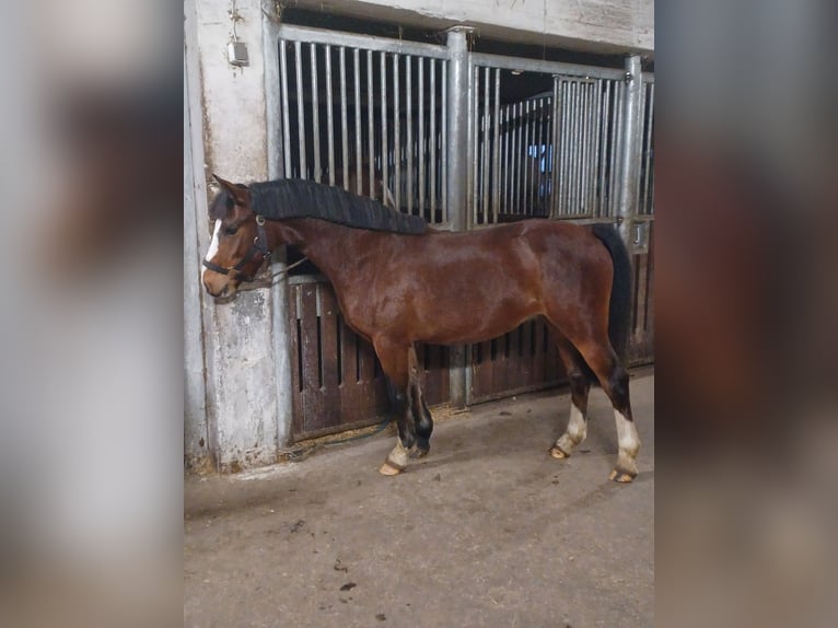 Galés-A Mestizo Caballo castrado 4 años 125 cm Castaño in Tecklenburgt